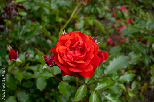 Precious single garden rose