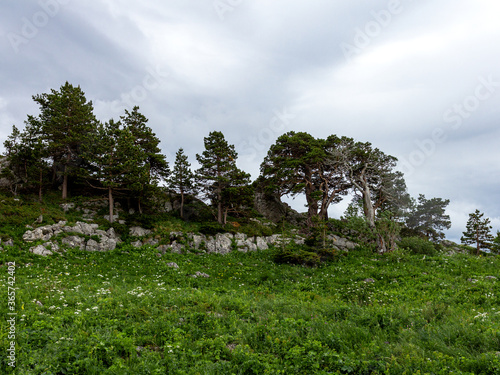 Summer on the subalpine meadows flowering plants, forest landscape and panorama of mountain ranges.
