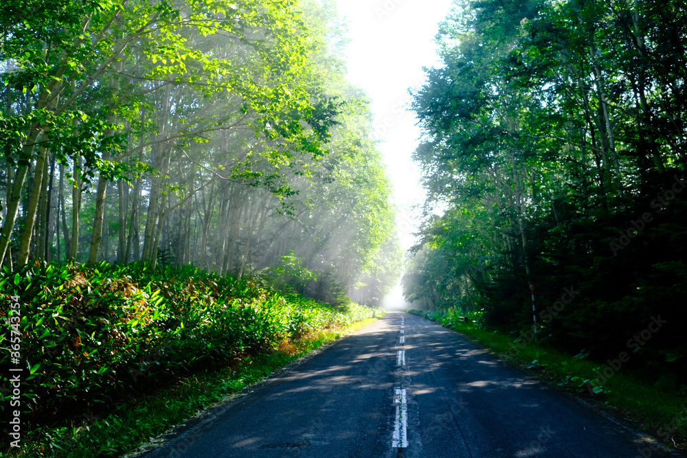 Obraz premium 朝霧の森