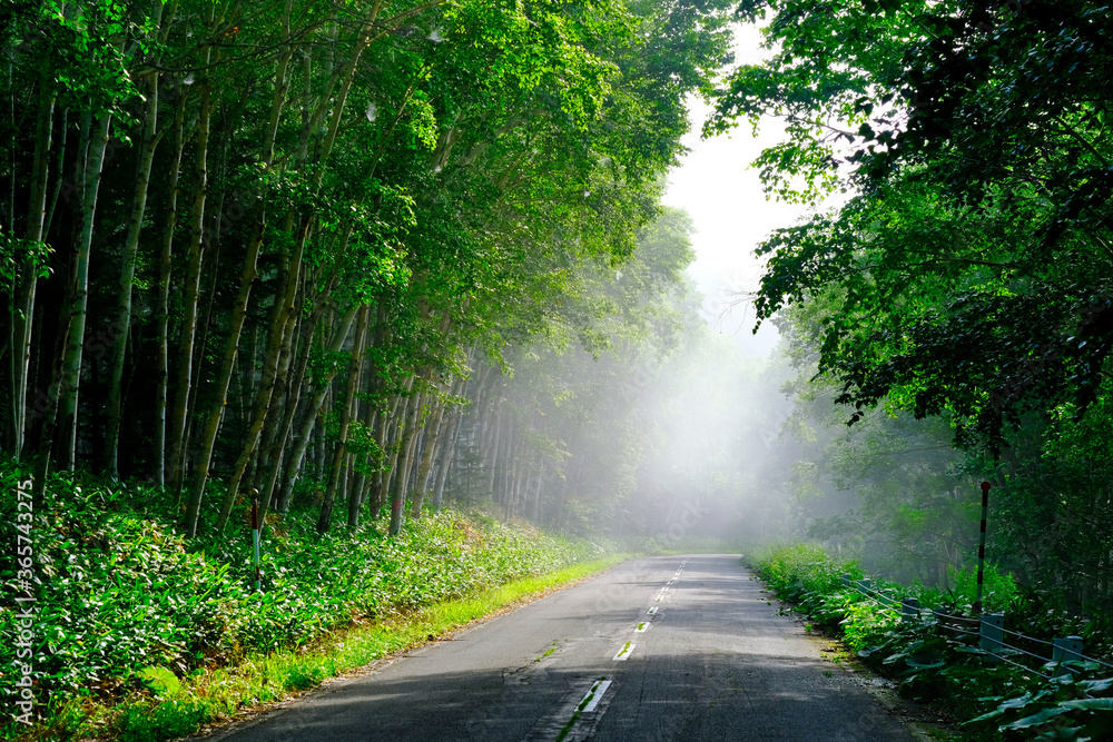 Obraz premium 朝霧の森