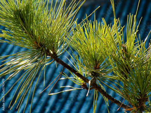 Pine Branch in Afternoon Sun over Black Roof Tiles in Uiseong, Korea photo