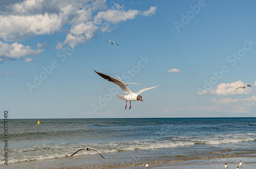  seagulls flying over the beach by the sea