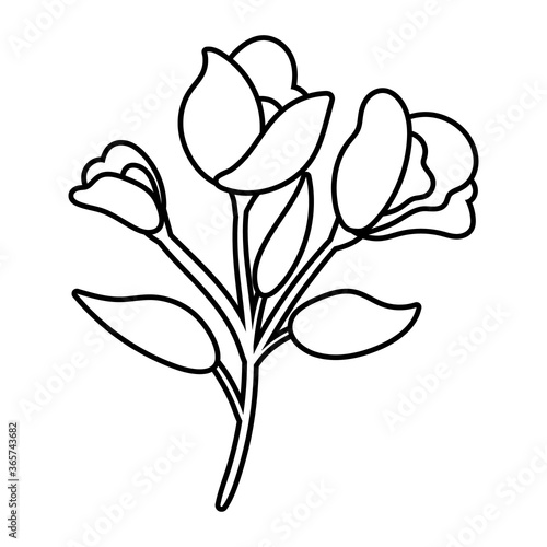 beautiful roses flowers and leafs garden line style icon