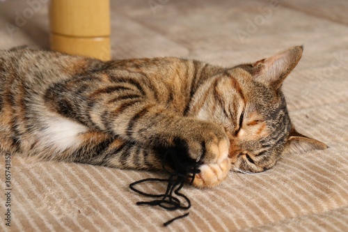 Young tabby cat lies on a rug in room, holding and biting yarn ball. 