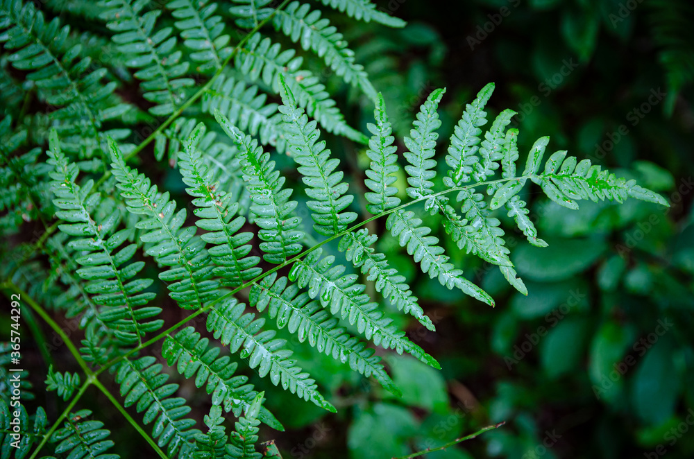 fern leaf
fern leaf