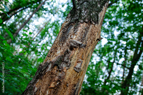  tree with bark beetles