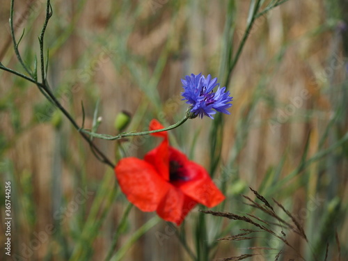 cornflower and red poppy