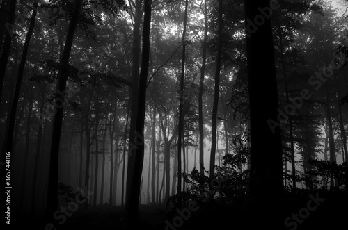  dark black and white misty forest