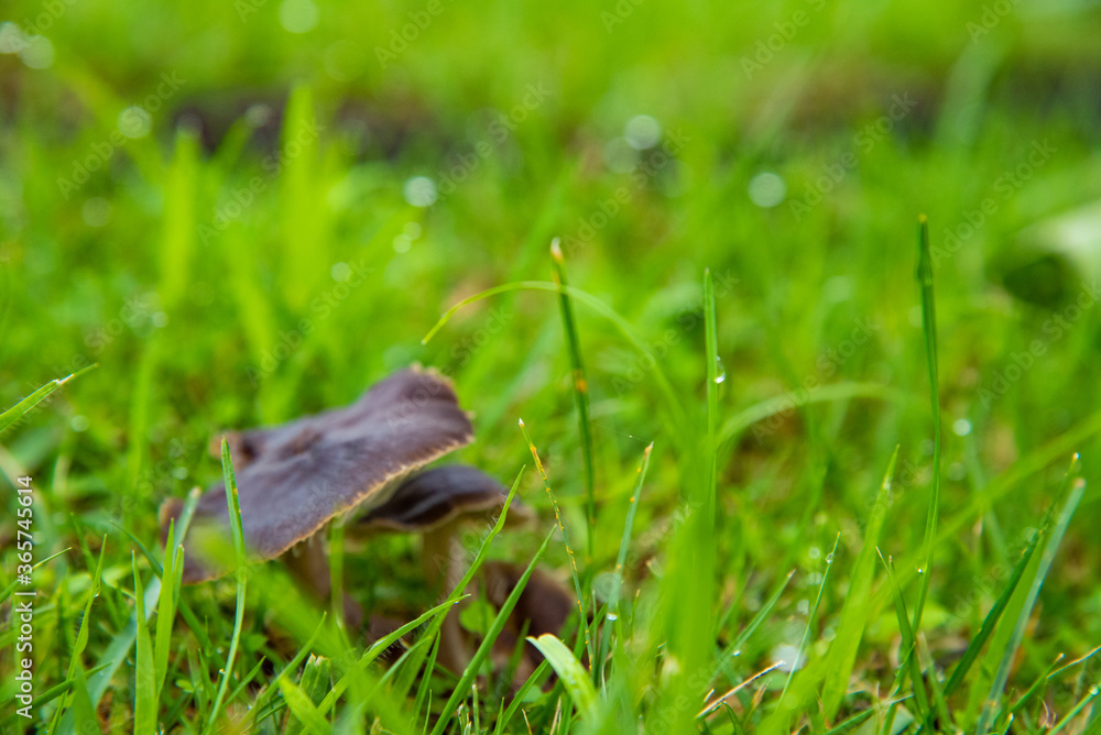 Obraz premium キノコ