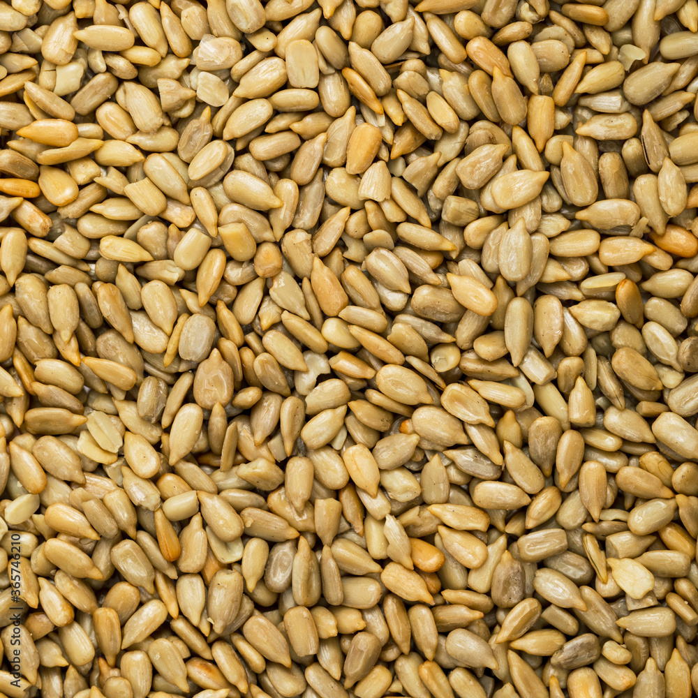 Sunflower Kernels Roasted Seeds Background. Selective focus. Sunflower Kernels Roasted Seeds Background. Selective focus.