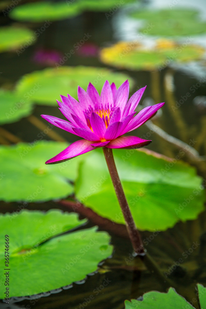 pink water lily pink water lily