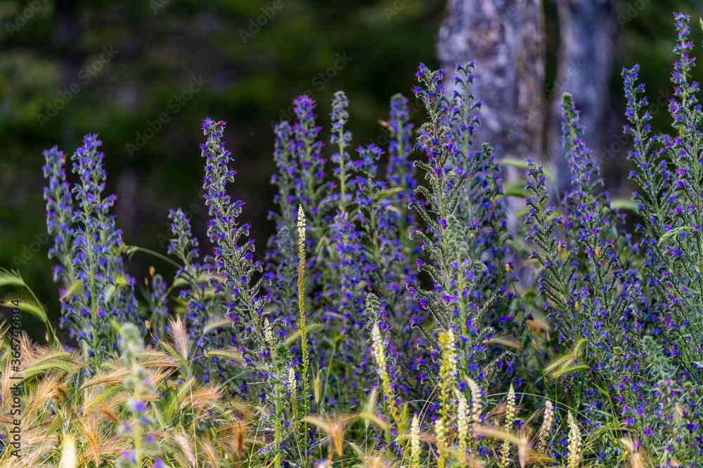 Obraz premium varied herbs illuminated by the evening sun