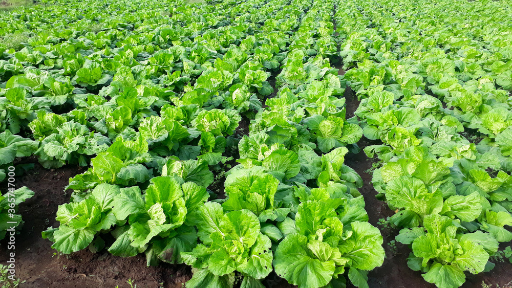 Mustard greens in Indonesia 