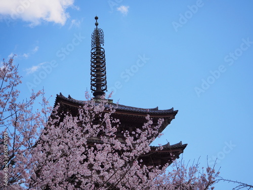 国宝の五重塔とその近くに咲く桜