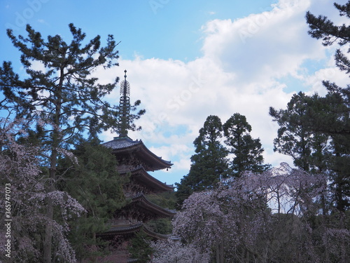 国宝の五重塔とその近くに咲く桜