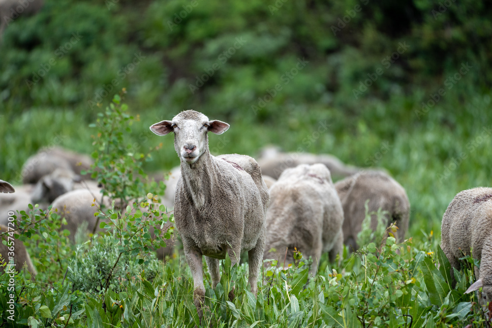 Herd of sheep grazing along the Teton Pass near the Idaho and Wyoming state border, along Pine Creek Pass Herd of sheep grazing along the Teton Pass near the Idaho and Wyoming state border, along Pine Creek Pass