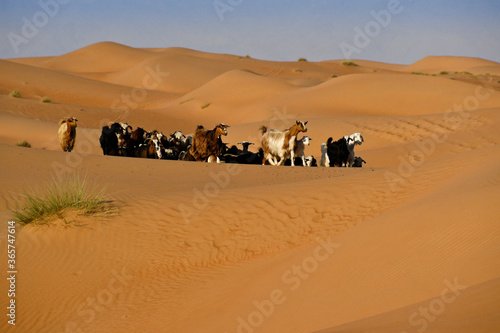 Bedu (Bedouin) goats at Wahiba Sands (Sharqiya Sands), Oman