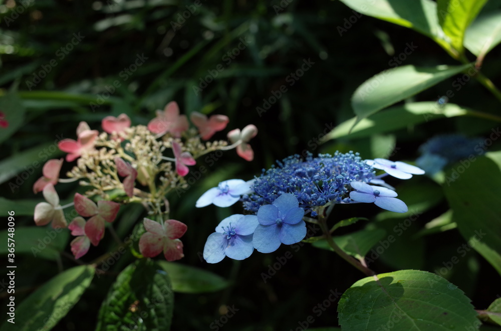 Faint Blue Flower of Hydrangea in Full Bloom