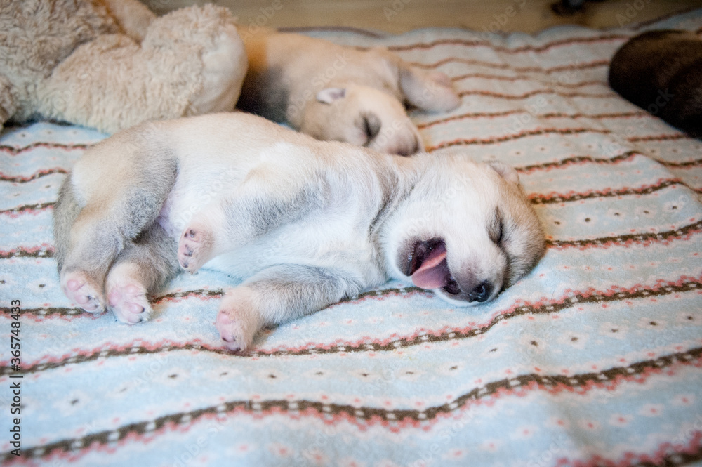 Funny husky puppy wake up on a colorful light ornament blanket Funny husky puppy wake up on a colorful light ornament blanket