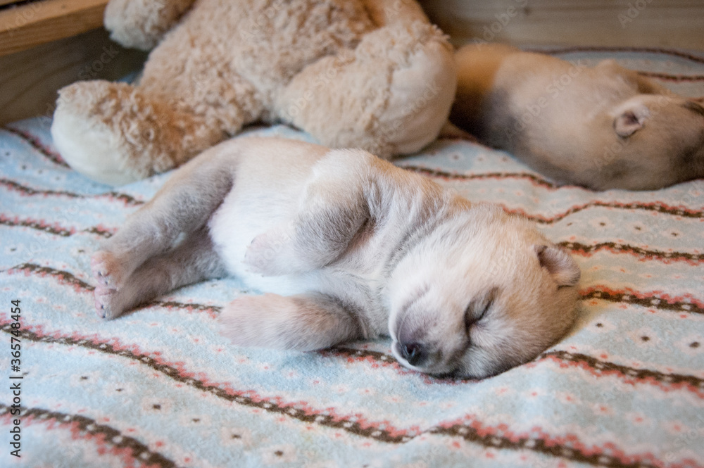 Pretty husky puppy funny sleeping on a light blue blanket with a plush bear