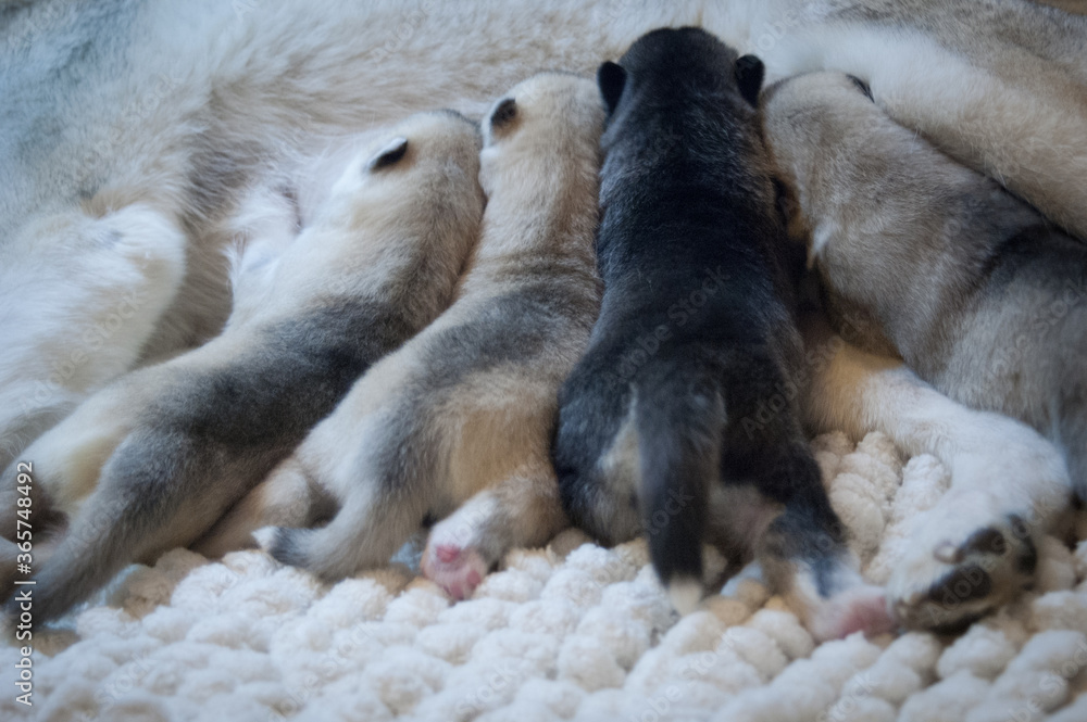Photo of cute dog butts and tails. A few fluffy husky puppies greedily and deliciously drink breast milk on a light background Photo of cute dog butts and tails. A few fluffy husky puppies greedily and deliciously drink breast milk on a light background
