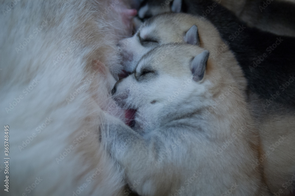 Fototapeta premium Few husky puppies eating dog mother's milk