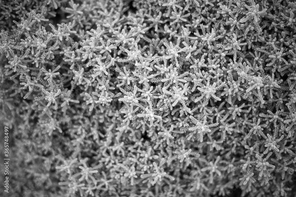 Tiny white leaves Tiny white leaves