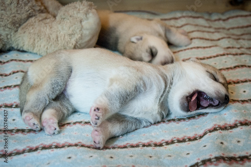 Adorable dog baby stretching and yawn on a soft fleece carpet