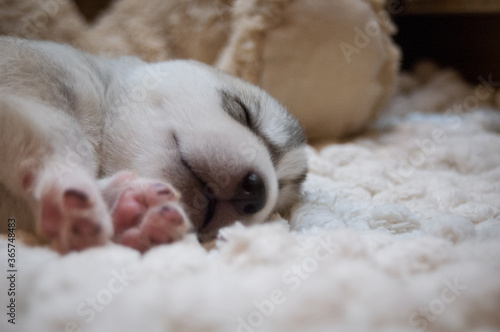 Cute grey and white husky baby sleep on a soft white carpet © Tanya Dmysh