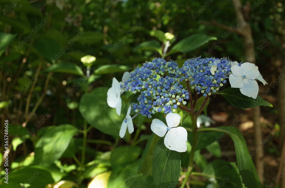 Faint Blue Flower of Hydrangea in Full Bloom