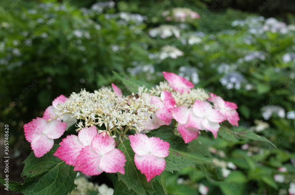 Faint Purple Flower of Hydrangea in Full Bloom Faint Purple Flower of Hydrangea in Full Bloom