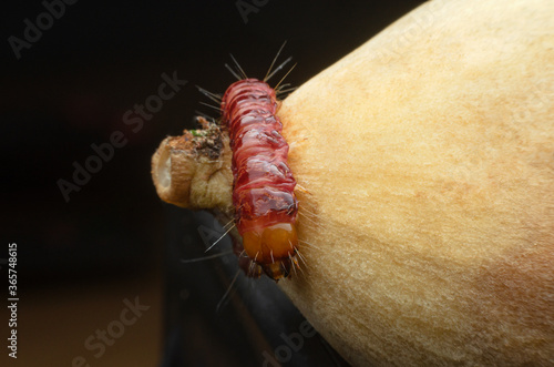 Brown caterpillar on Thai fruit