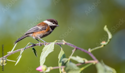 A chestnut backed chickadee 