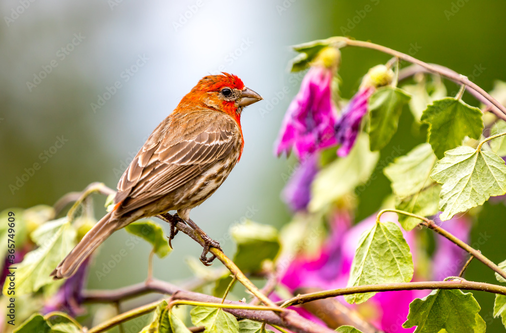 A male house finch : Haemorhous mexicanus A male house finch : Haemorhous mexicanus