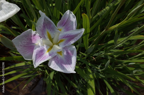 White Flower of Iris in Full Bloom