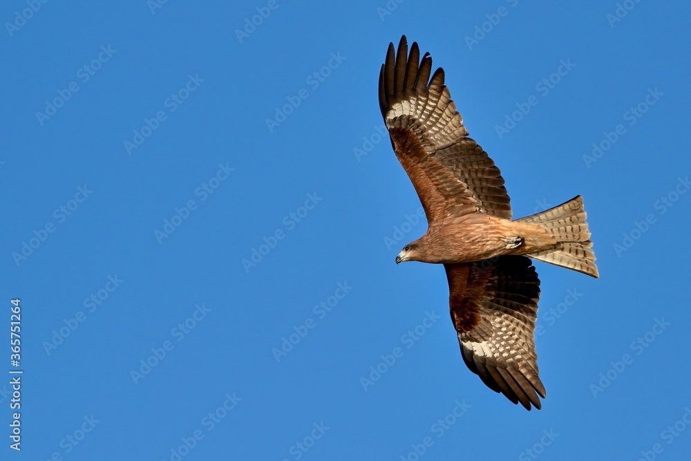 Obraz premium 青空バックに頭上を悠然と飛ぶトビ