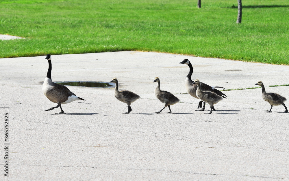 Fototapeta premium Canada Goose Family