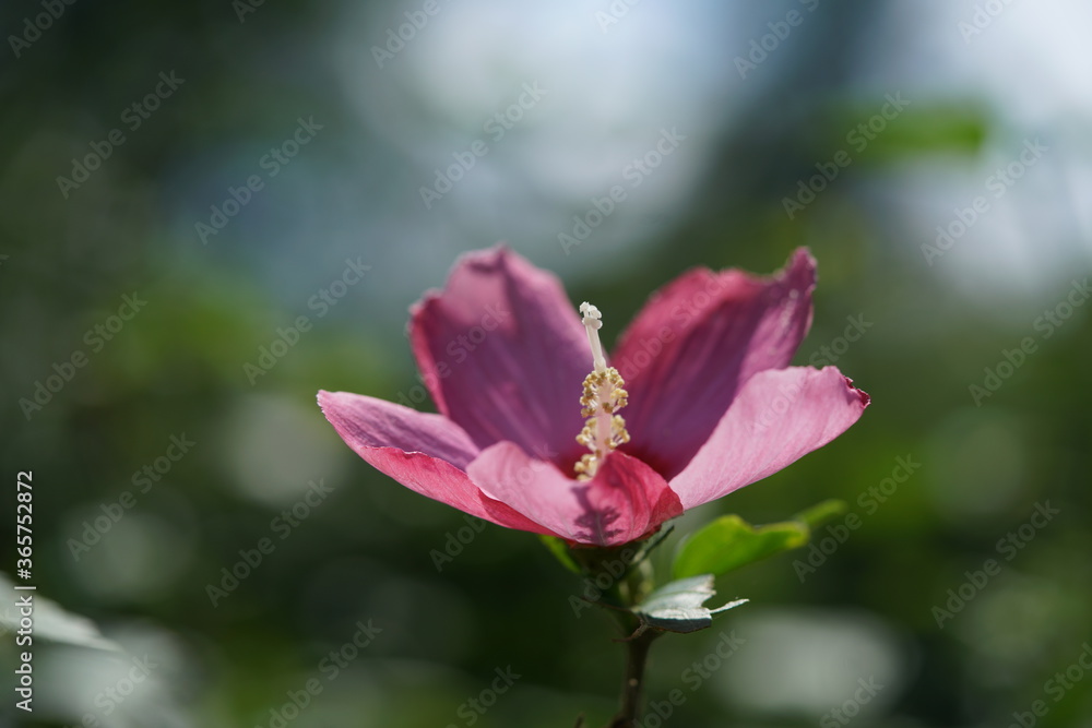 Light Pink Flower of Rose of Sharon in Full Bloom Light Pink Flower of Rose of Sharon in Full Bloom