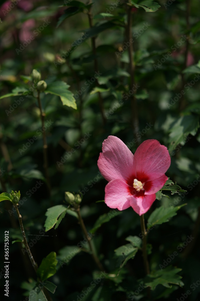 Light Pink Flower of Rose of Sharon in Full Bloom Light Pink Flower of Rose of Sharon in Full Bloom