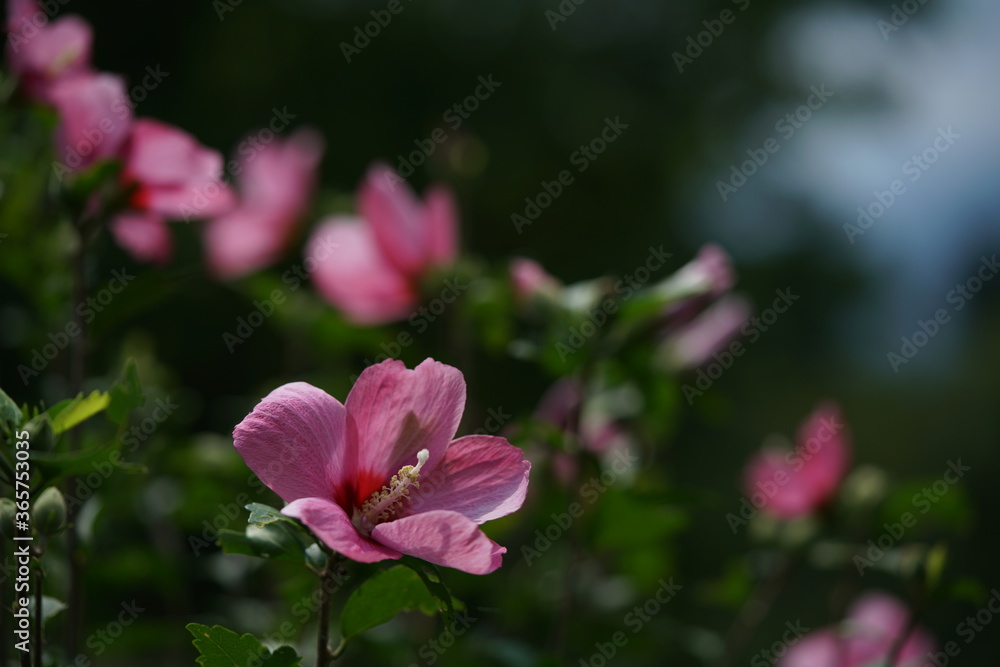 Light Pink Flower of Rose of Sharon in Full Bloom Light Pink Flower of Rose of Sharon in Full Bloom