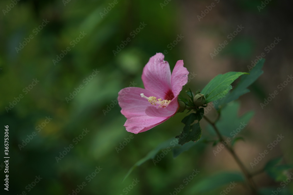 Light Pink Flower of Rose of Sharon in Full Bloom Light Pink Flower of Rose of Sharon in Full Bloom