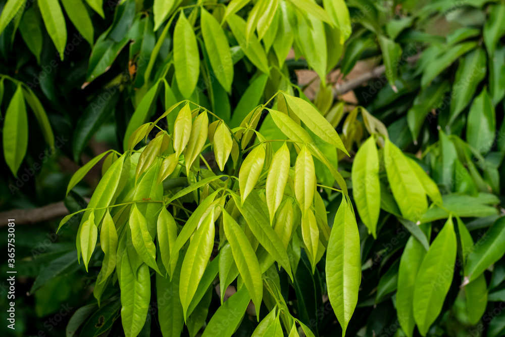 Green leaves Lychee tree Green leaves Lychee tree