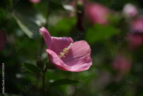 Wallpaper Mural Light Pink Flower of Rose of Sharon in Full Bloom Torontodigital.ca