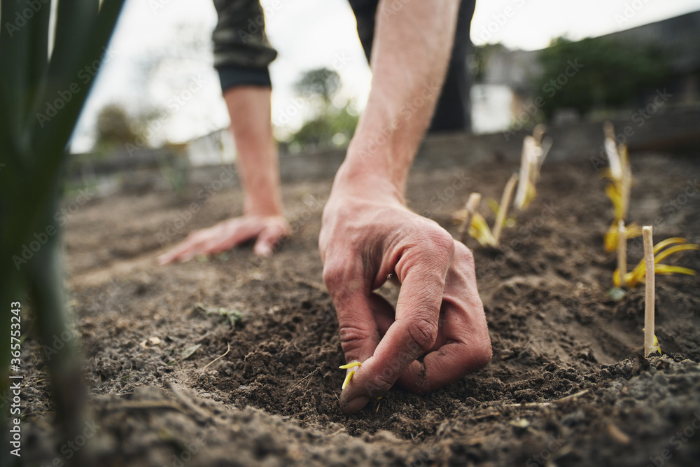 Young Caucasian rural man planting garlic in the ground at his farm. Young Caucasian rural man planting garlic in the ground at his farm.