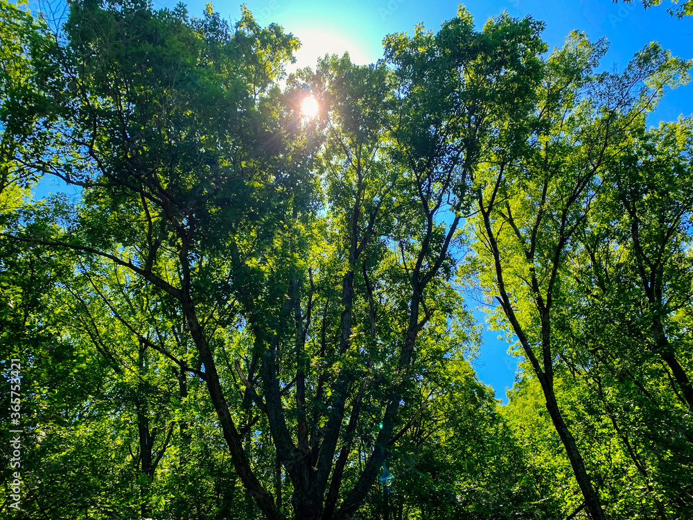 Obraz premium Forest in the Sun