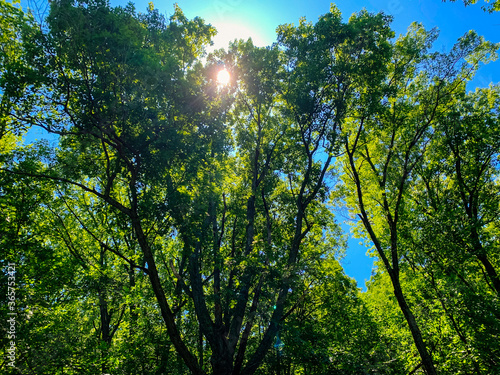 Forest in the Sun