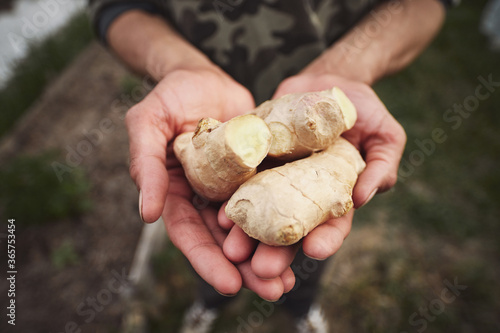 Young Caucasian man planting ginger in his spring garden.