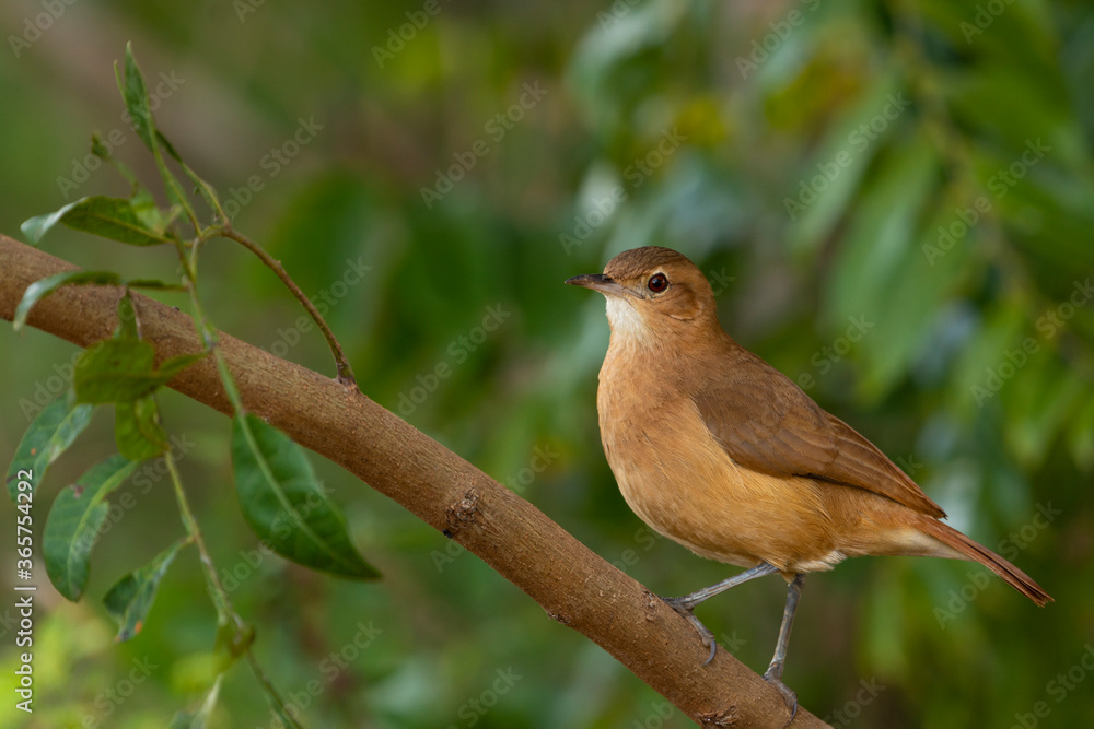 Obraz premium João de Barro