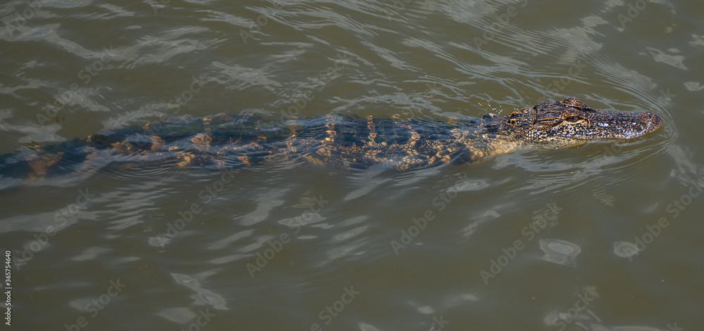 Alligator in the Marsh