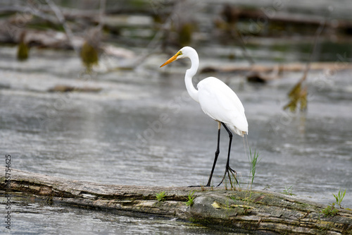 Great Egret walking on a dead trunk, fishing in a pound © Switch Lab